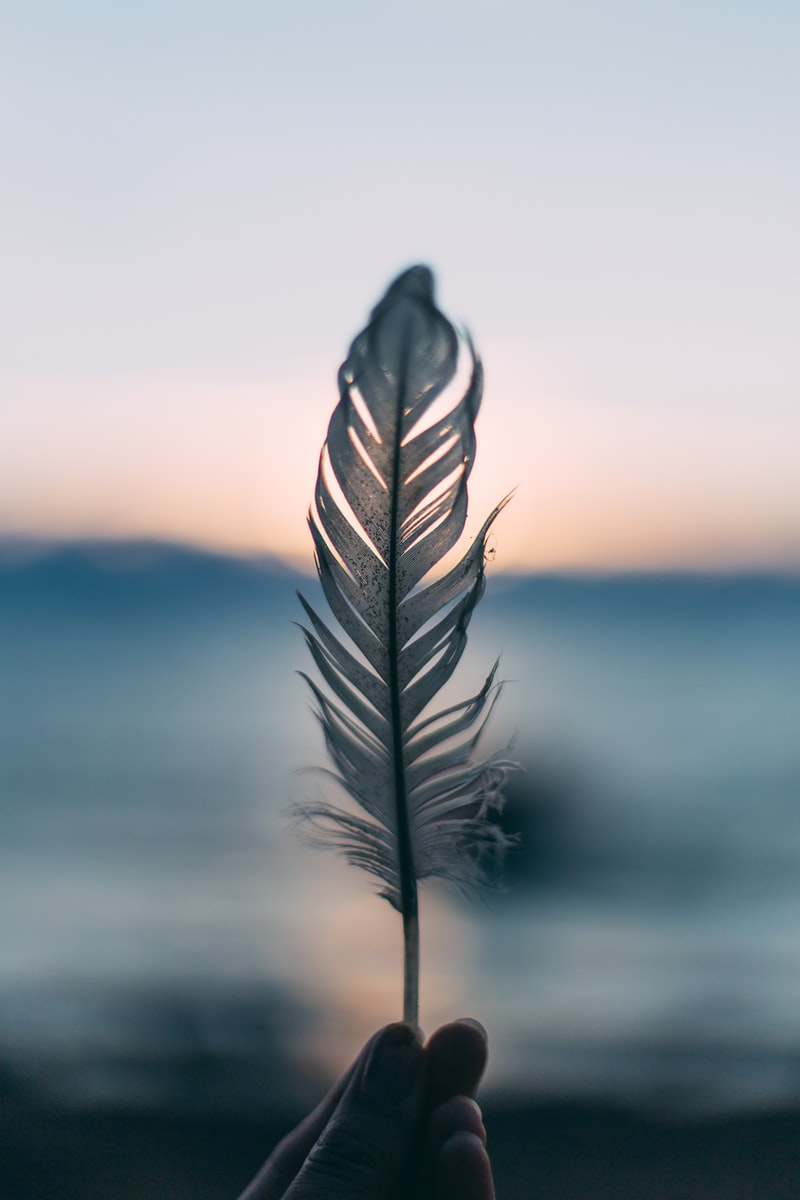 tilt shift lens photography of person holding white feather